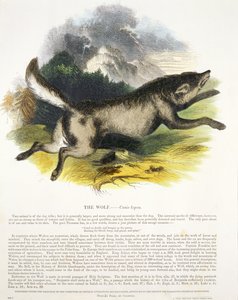 Pub edukacyjny ilustracji Wilk (Canis lupus). przez Towarzystwo Krzewienia Wiedzy Chrześcijańskiej, 1843 (akwatinta)