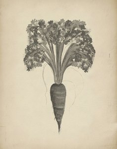 Rysunek botaniczny marchewki autorstwa Josie George