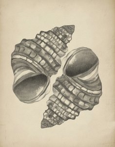 Szczegółowe muszle spiralne