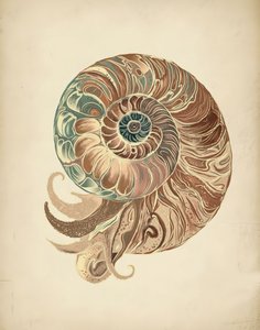 Elegancka muszla nautilusa autorstwa Josie George