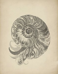Skomplikowana spirala nautilusa autorstwa Josie George
