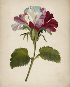 Żywe kwiaty pelargonii