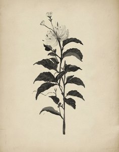 Ilustracja botaniczna w stylu vintage