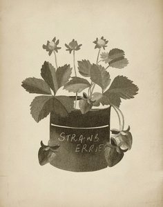 Ilustracja przedstawiająca truskawki w stylu vintage autorstwa Josie George