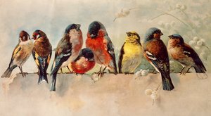 Ptaki autorstwa Josse Photo