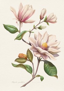 Różowe kwiaty magnolii autorstwa Juan Hernaz