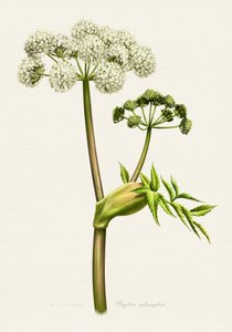 Ilustracja botaniczna białej arcydzięgla autorstwa Juan Hernaz