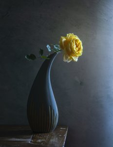 Żółta róża „Moody”
