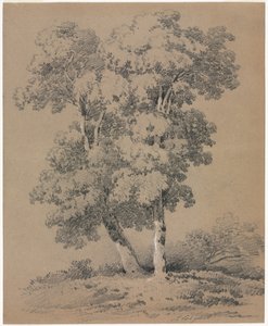 Studium Drzewa, XIX wiek.