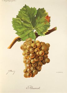 Winogrono Ahumat J.Troncy autorstwa Jules Troncy