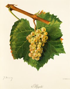 Winogrono Aligote autorstwa J. Troncy autorstwa Jules Troncy