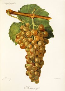 Winogrona Aramon Gris J.Troncy autorstwa Jules Troncy