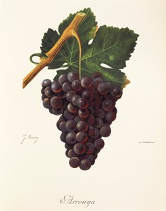 Winogrona Arrouya J.Troncy autorstwa Jules Troncy