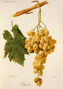 Winogrona Augibi J.Troncy autorstwa Jules Troncy