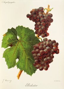 Bakator winogron J.Troncy autorstwa Jules Troncy