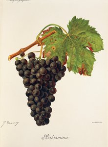 Winogrona Balsamina J.Troncy autorstwa Jules Troncy