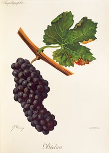Winogrona Beclan J.Troncy autorstwa Jules Troncy
