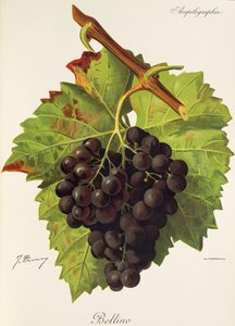 Winogrona Bellino J.Troncy autorstwa Jules Troncy