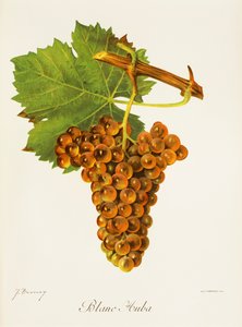 Winogrona Blanc Auba J.Troncy autorstwa Jules Troncy