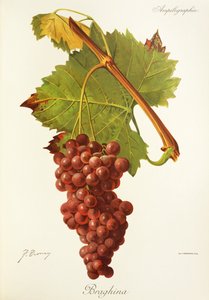 Winogrona Braghina J.Troncy autorstwa Jules Troncy