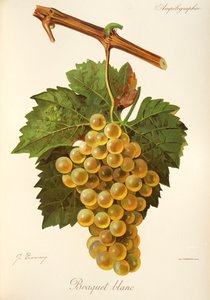 Braquet Blanc winogron J.Troncy autorstwa Jules Troncy