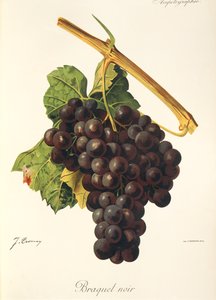 Braquet Noir winogron J.Troncy autorstwa Jules Troncy