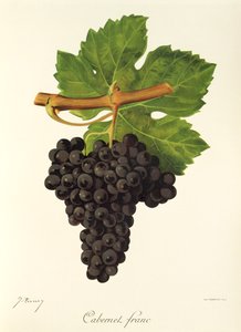 Winogrona Cabernet Franc J.Troncy