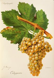 Winogrona Cabugueiro J.Troncy autorstwa Jules Troncy