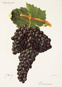 Winogrona Camaraou J.Troncy autorstwa Jules Troncy