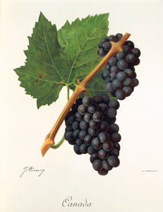 Winogrona kanadyjskie autorstwa J.Troncy autorstwa Jules Troncy