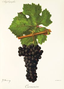 Winogrona Carmenere J.Troncy autorstwa Jules Troncy