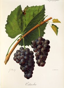 Winogrona Catawba J.Troncy autorstwa Jules Troncy
