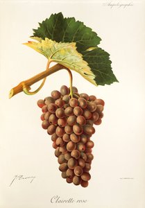 Clairette Rose winogrona J. Troncy autorstwa Jules Troncy