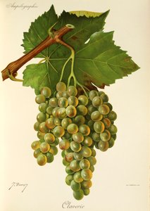 Winogrona Claverie J.Troncy autorstwa Jules Troncy