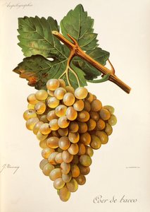 Winogrono Coeur de Bacco, z Traite General de Viticulture. Ampelografia autorstwa Jules Troncy