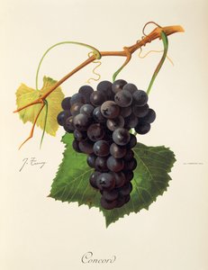Winogrono Concord J.Troncy autorstwa Jules Troncy
