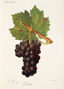Winogrona kornet J.Troncy autorstwa Jules Troncy