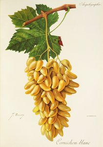 Ogórek biały winogron J.Troncy autorstwa Jules Troncy