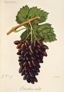 Winogrona Cornichon Violet J.Troncy autorstwa Jules Troncy