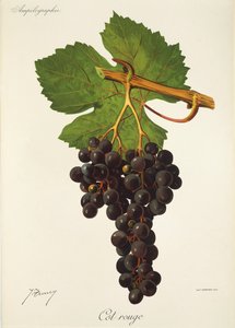 Cot Rouge winogron J.Troncy autorstwa Jules Troncy