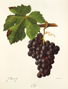 Winogrona łóżeczkowe J.Troncy autorstwa Jules Troncy