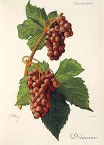 Winogrona Delaware J.Troncy autorstwa Jules Troncy