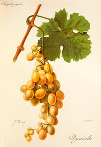 Winogrona Djendalli J.Troncy autorstwa Jules Troncy