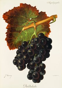 Winogrona Drodelabi J.Troncy autorstwa Jules Troncy