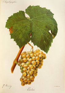 Winogrona leśne J.Troncy autorstwa Jules Troncy