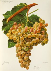 Winogrona Farana J.Troncy autorstwa Jules Troncy