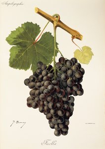 Winogrona Fuella J.Troncy autorstwa Jules Troncy