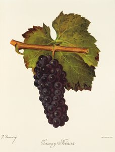 Winogrona Gamay Freaux J.Troncy autorstwa Jules Troncy