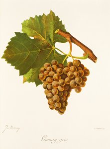 Winogrona Gamay Gris J.Troncy autorstwa Jules Troncy