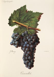 Winogrona Genouillet J.Troncy autorstwa Jules Troncy